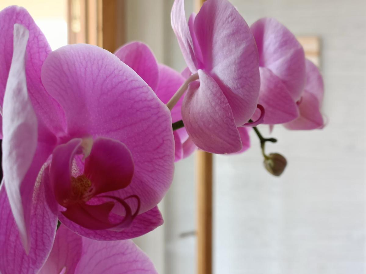 B&B Villa Orchidea Ricadi Exterior photo